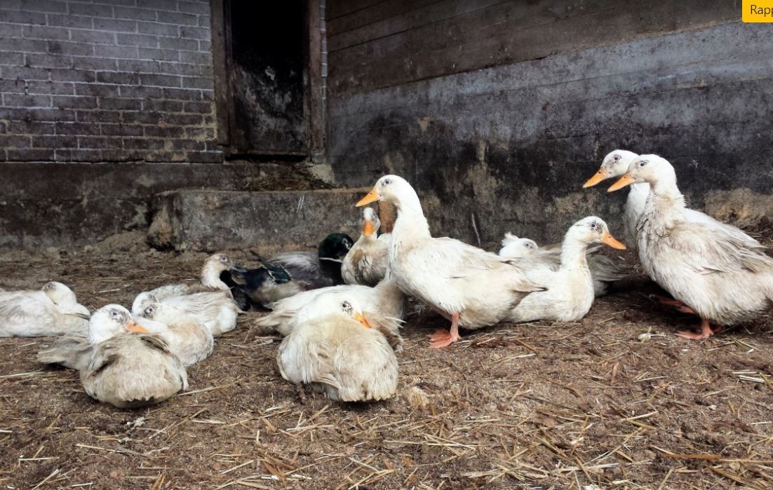 elevage canards ferme.JPG