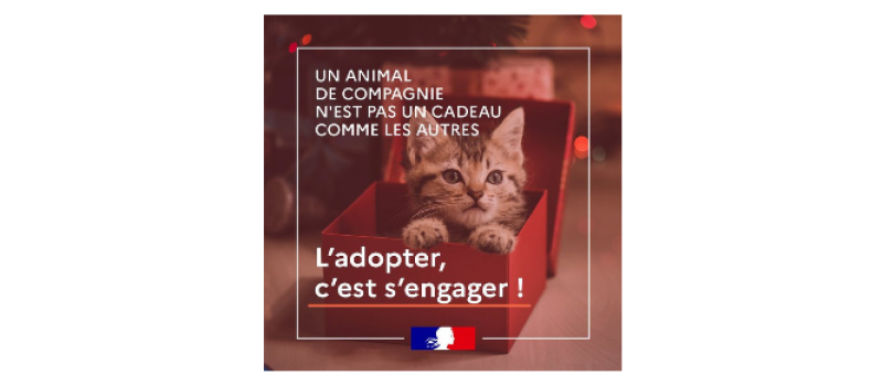 Un animal de compagnie n'est pas un cadeau comme les autres