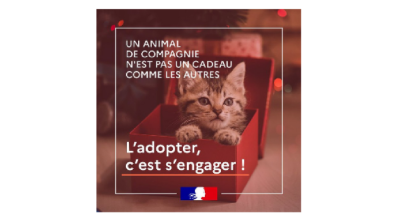 Un animal de compagnie n'est pas un cadeau comme les autres