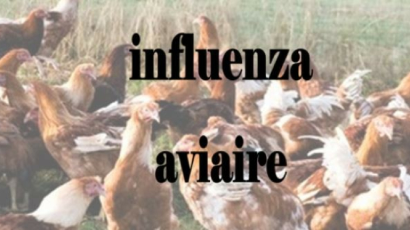 Influenza aviaire : un deuxième foyer détecté dans le Gers dans un élevage de poules