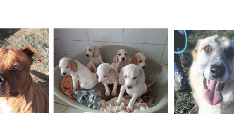 Deux demoiselles et d'adorables chiots cette semaine !