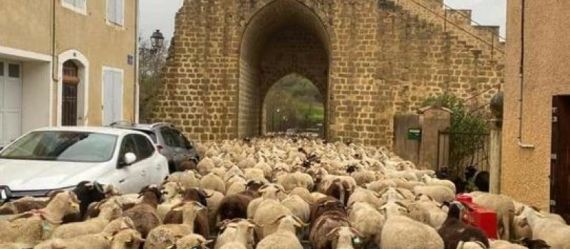 Environ 500 brebis ont traversé le village