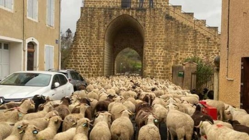 Environ 500 brebis ont traversé le village