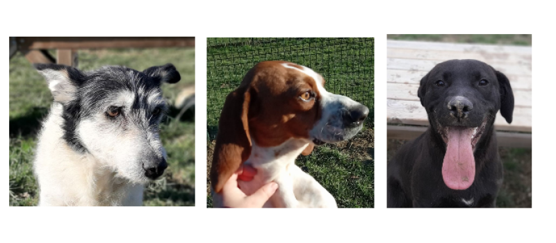 Deux gentilles demoiselles et un chiot cette semaine !
