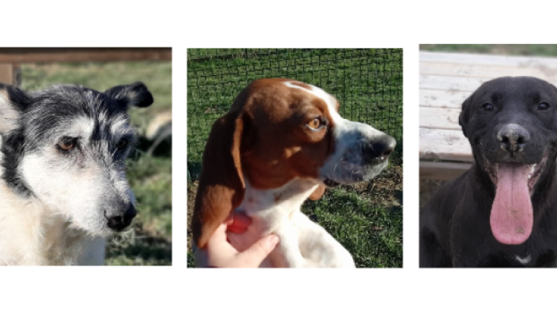 Deux gentilles demoiselles et un chiot cette semaine !