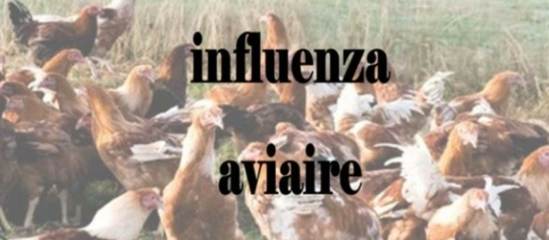 Influenza aviaire, un onzième foyer confirmé dans le Gers
