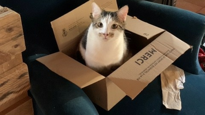 Association des chats de Condom 32
