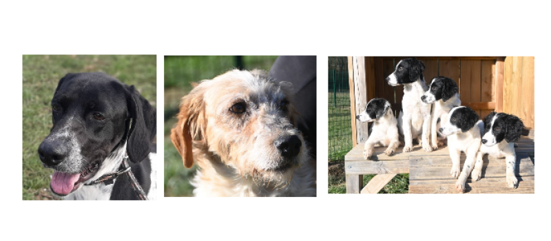 Maya, Walker et cinq adorables chiots à la une cette semaine !