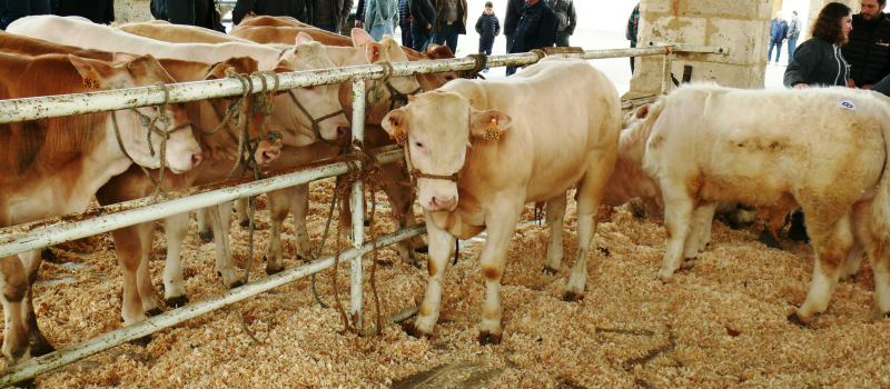 Foire aux veaux :  pas la quantité mais la qualité