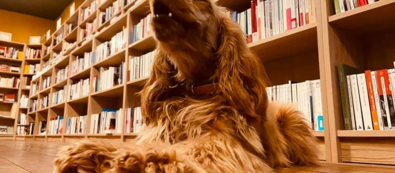 Librairie la Méridienne : premier festival de la littérature jeunesse " Grandir avec les livres "