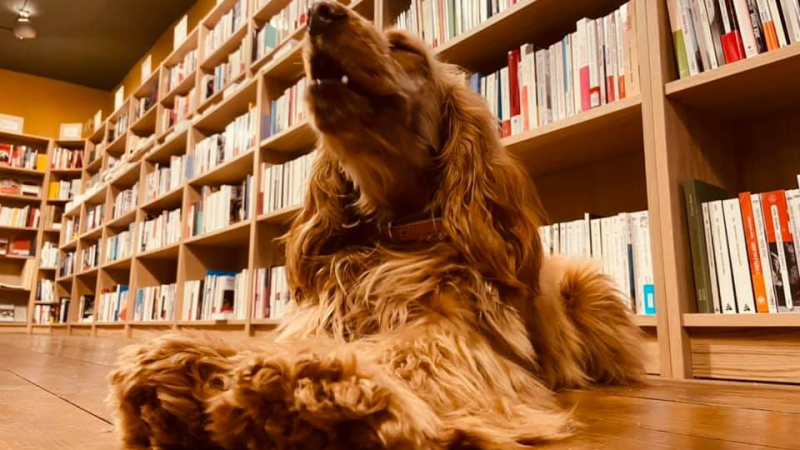 Librairie la Méridienne : premier festival de la littérature jeunesse " Grandir avec les livres "