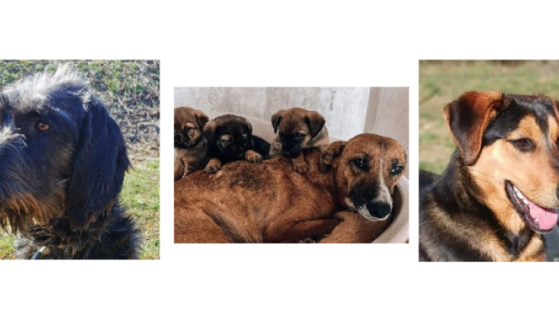 Deux demoiselles, une maman et ses bébés cette semaine !