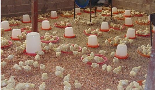 poussins.JPG
