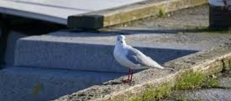 Grippe aviaire : le virus détecté à Toulouse sur des mouettes