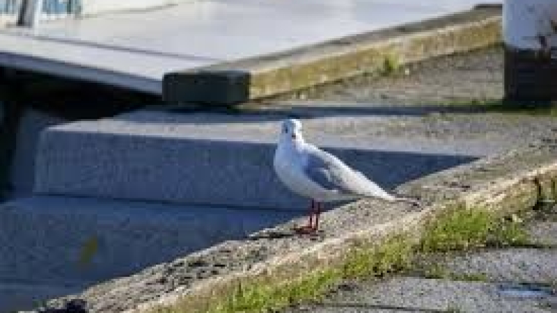 Grippe aviaire : le virus détecté à Toulouse sur des mouettes