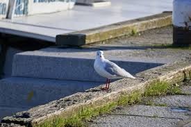 mouettes rieuses.jpg