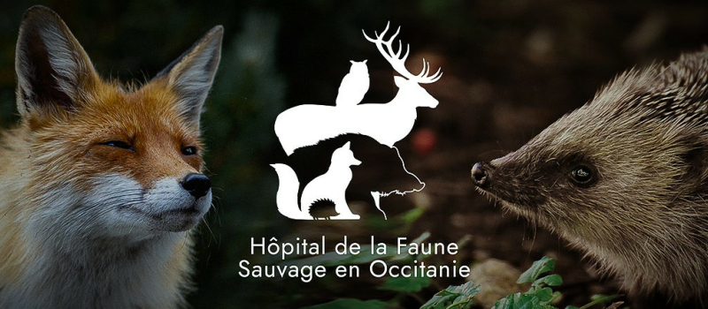Morgane Martin et son projet d'hôpital pour la faune sauvage sur DFM 930 mercredi