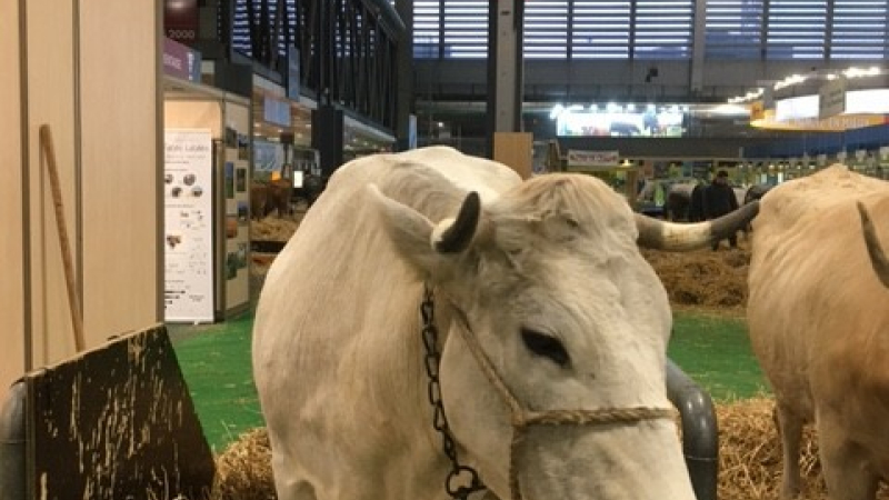 Mimosa, star de la race mirandaise a retrouvé son étable