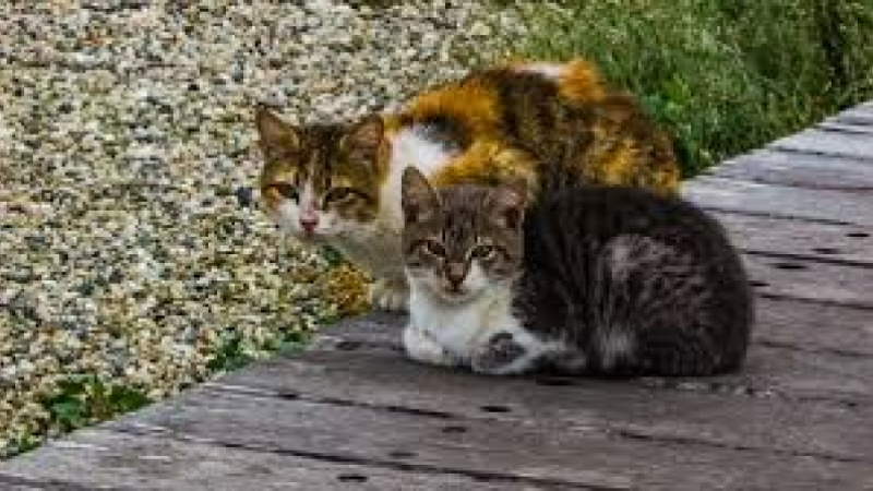 Campagne de stérilisation des chats errants
