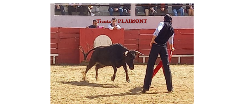 Tienta aux arènes de Plaisance dimanche