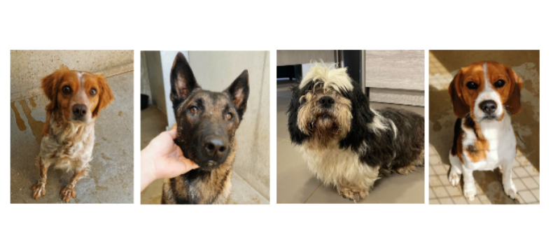 Recherche propriétaires désespérément !