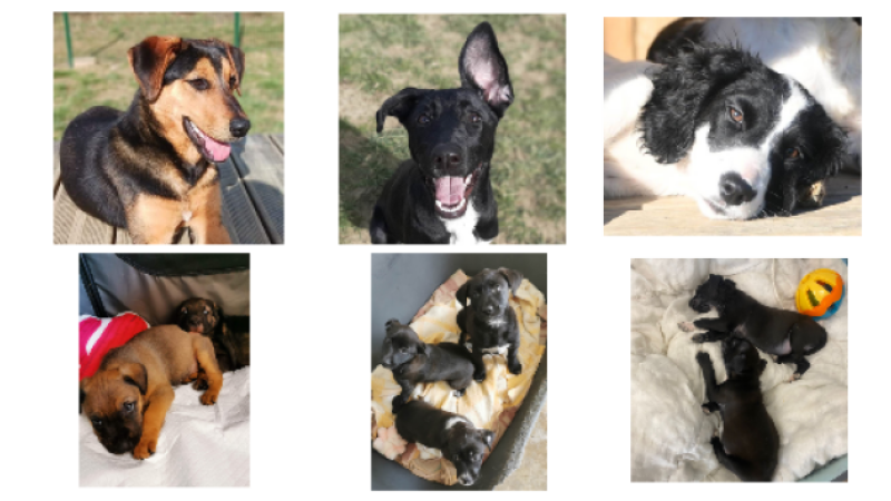 Week-end spécial chiots !