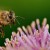 Un défi familial pour accueillir les pollinisateurs dans votre jardin