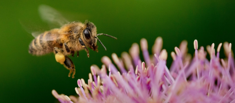 Un défi familial pour accueillir les pollinisateurs dans votre jardin