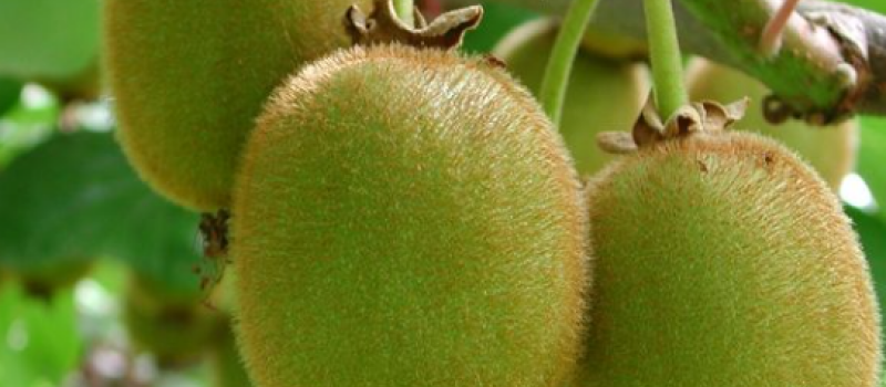Agriculture, gel 2022 : indemnisation des productions impactées par les calamités agricoles