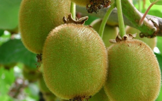 kiwi.PNG