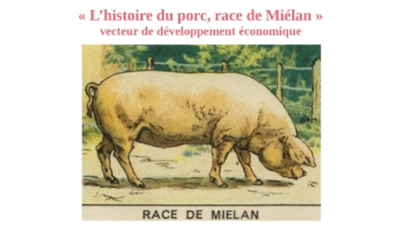 Conférence de la Société Archéologique du Gers : « Le porc race de Miélan, vecteur de développement économique »