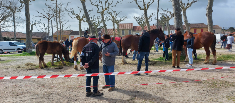 La foire aux chevaux, c'est reparti !