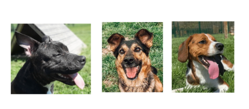 Trois jeunes chiens ce week-end !