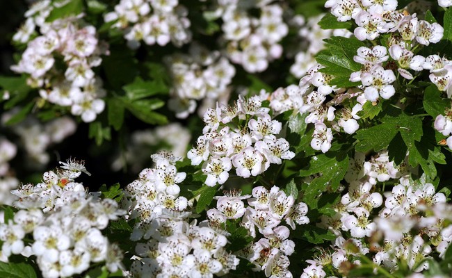 crataegus-160828.jpg