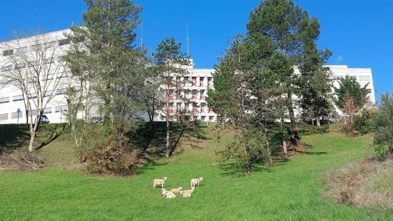 Centre hospitalier d'Auch : biodiversité et éco-pâturage