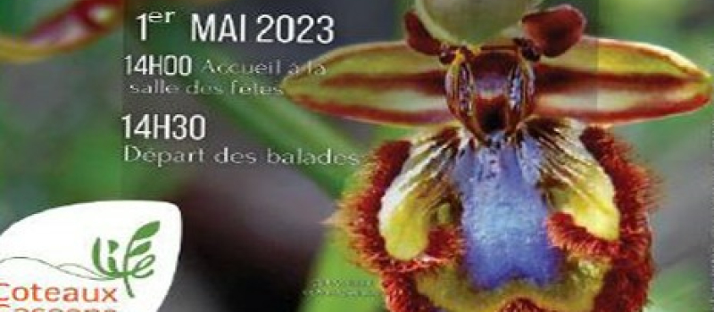 A la découverte des orchidées
