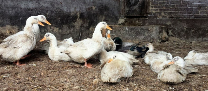 Grippe aviaire la vaccination en ordre de marche