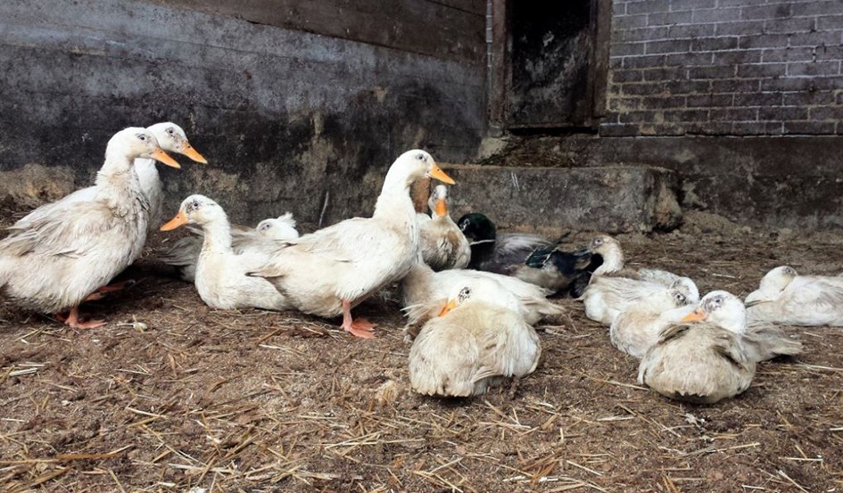 canards  ferme.jpg