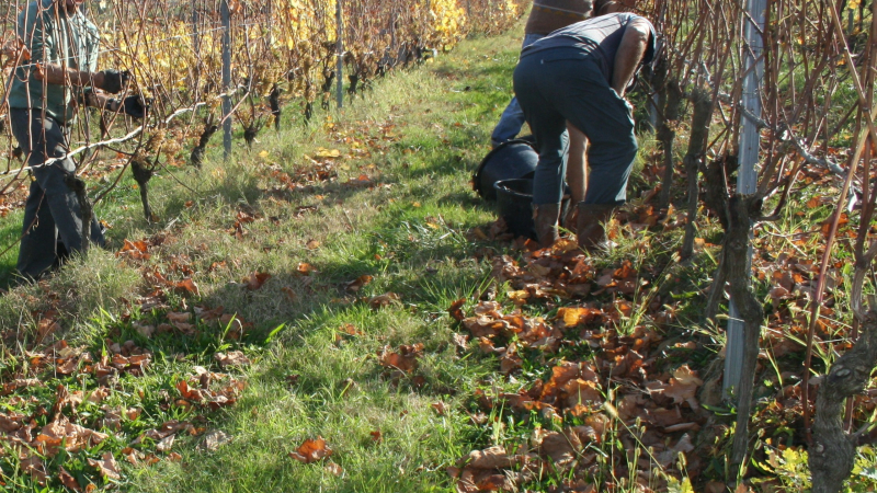 Château de Viella – Une étape mythe dans les treilles de la vigne