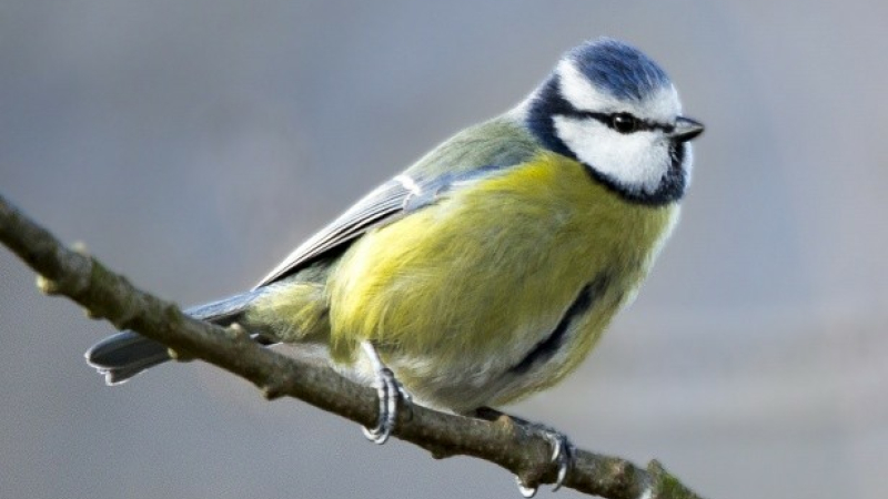 Un trimestre de conférences avec la Mesange Bleue