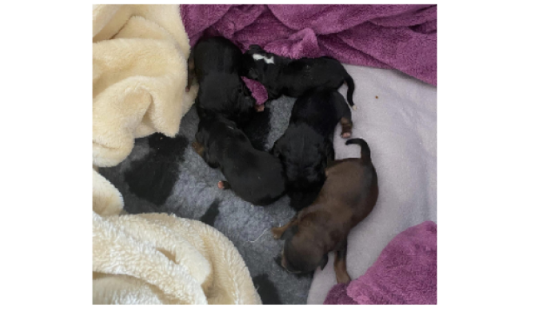 La SPA du Gers récupère cinq chiots abandonnés à côté d'une poubelle !