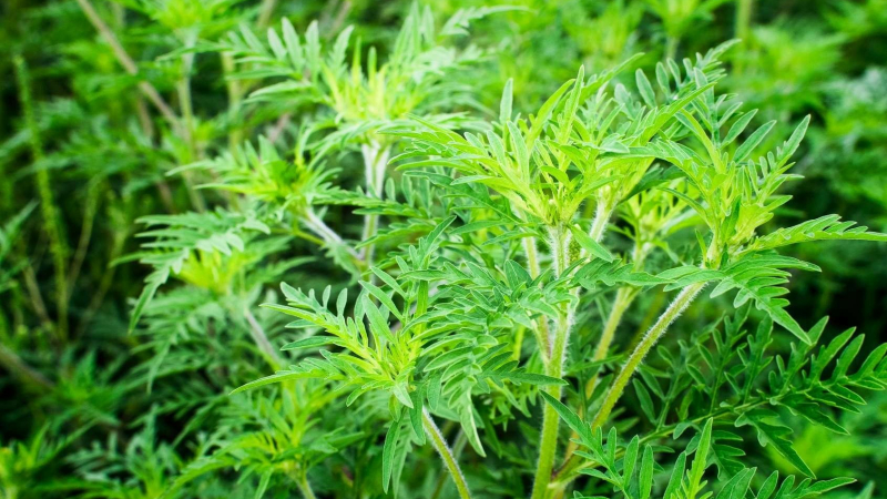 Ambroisie : tous acteurs de la lutte contre cette plante invasive et allergène