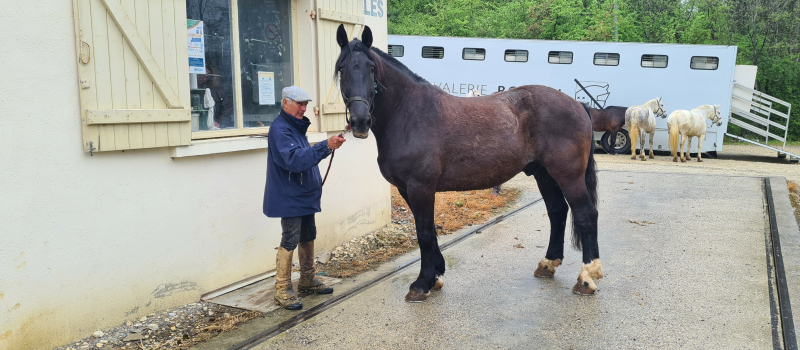 Pesée des chevaux de la cuadra Bonijol qui interviendra pour la feria vicoise