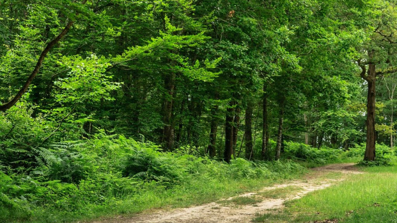 Le muguet du bois de Mazous : tradition et histoire