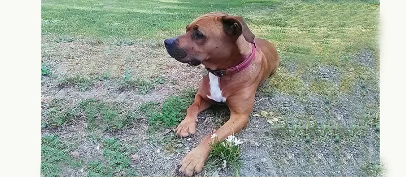 Lucky a été retrouvé