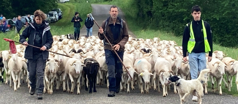 Quelques mots sur la Transhumance