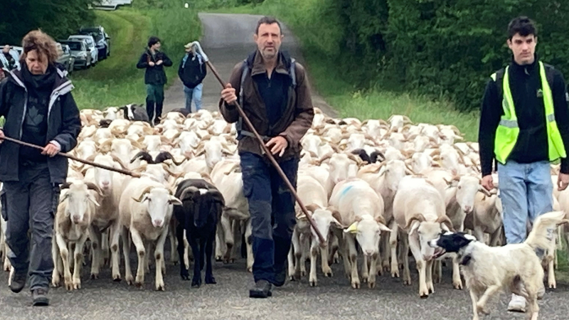 Quelques mots sur la Transhumance