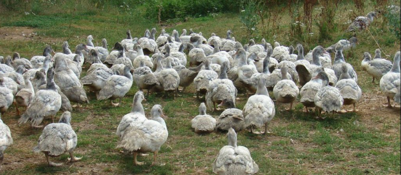 La grippe aviaire de nouveau présente sur le Gers