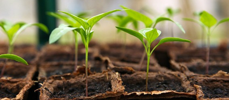 troc plantes entre amateurs