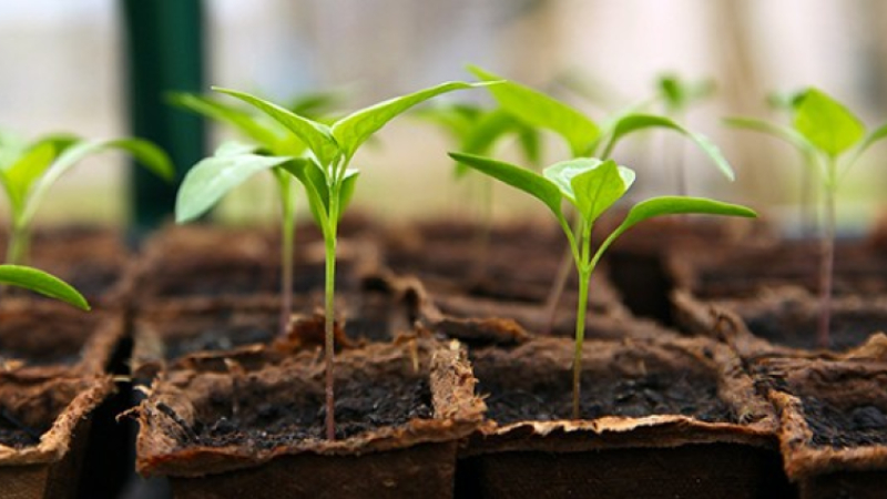 troc plantes entre amateurs